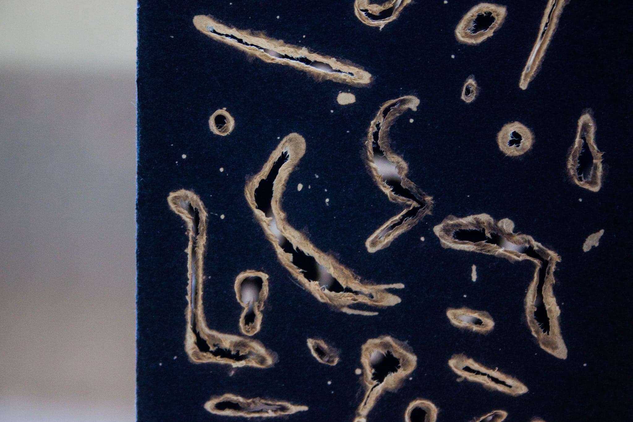 Close view of dark blue paper where bleach has burned openings clean through the sheet, each hole ringed by a pale singed edge and fine fibres.